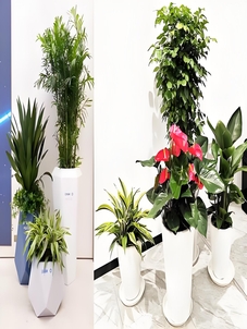 专业服务北仑植物租摆，塑造清新办公环境